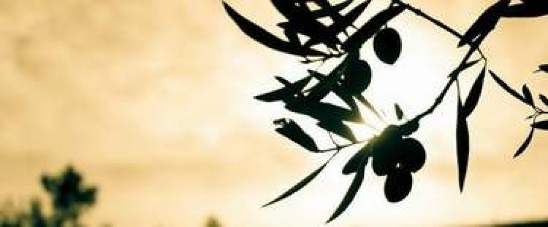 Spinosad, spintor fly e la lotta biologica contro la mosca delle olive