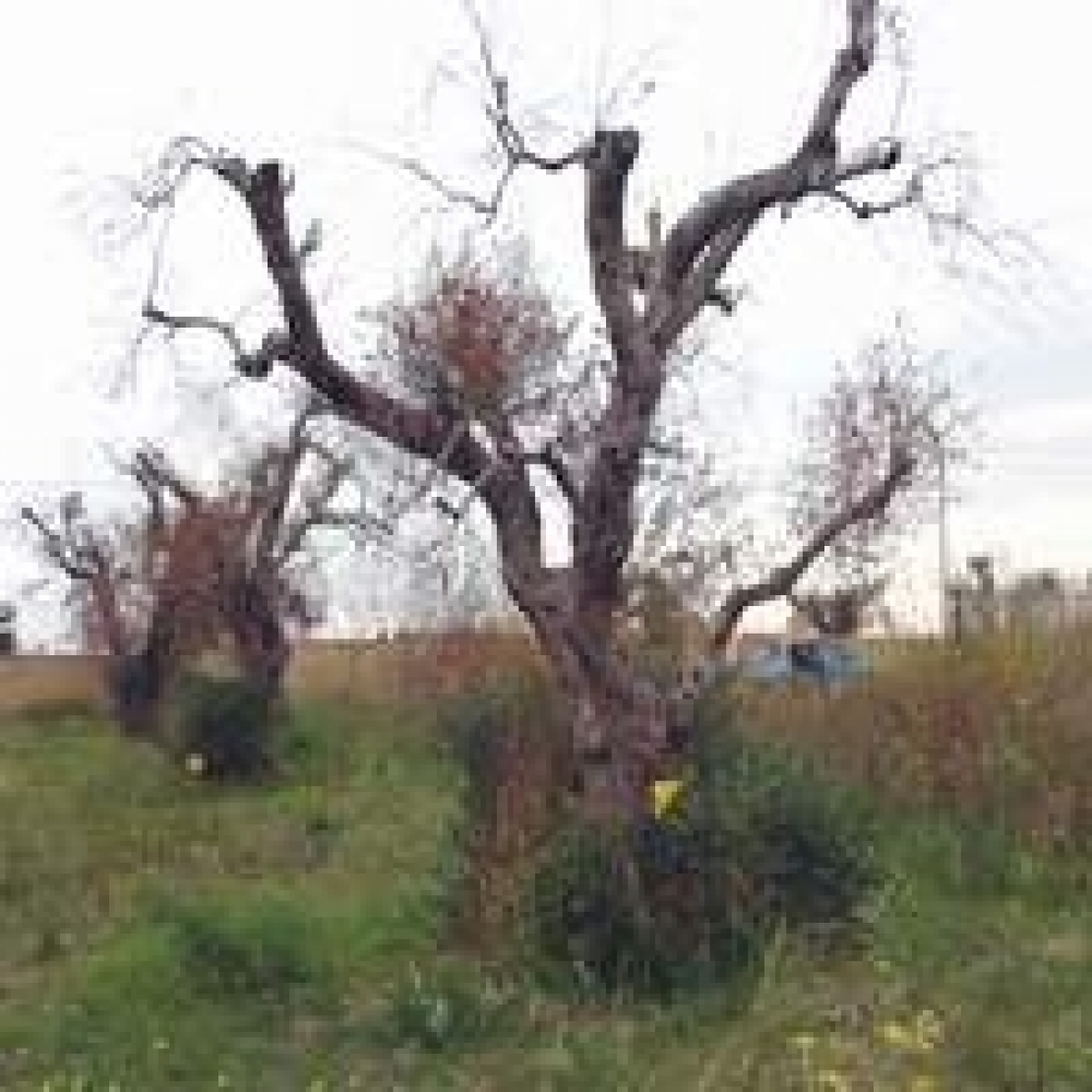 Eradicazioni di olivi al via dai primi di aprile col nuovo piano anti-Xylella