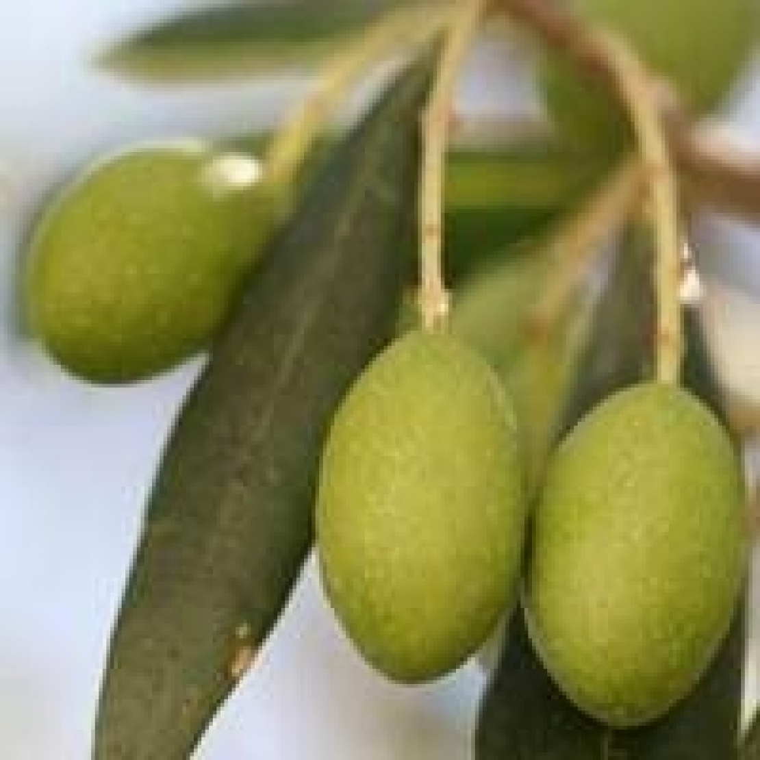 L'influenza delle micorrize e della calcite sulle caratteristiche dell'oliva