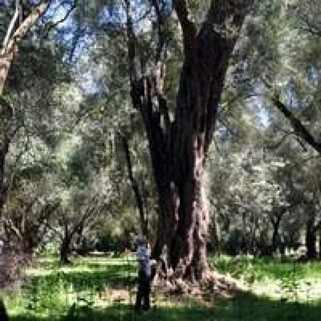 La Calabria &egrave; terra d'olio d'oliva da sempre, ma con alterne fortune
