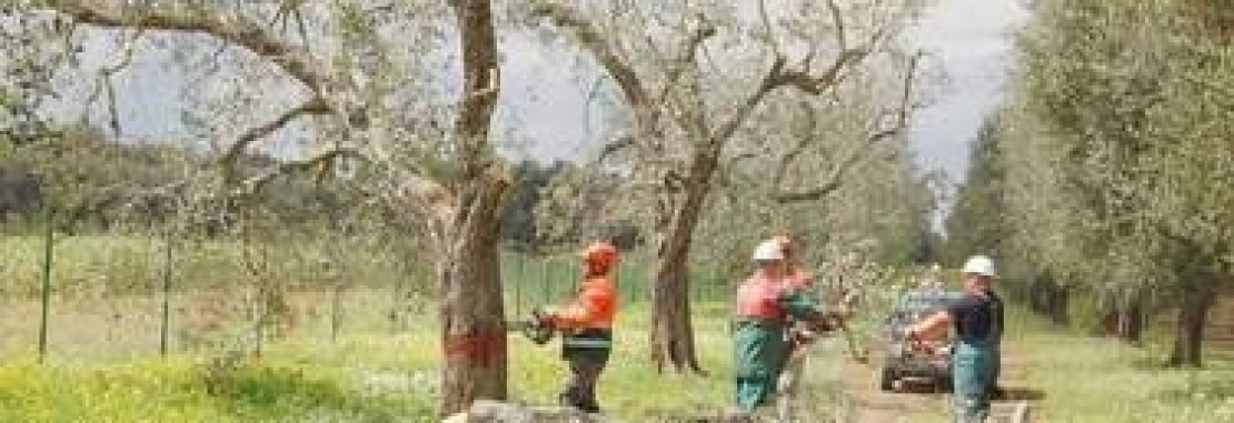 Il Tar blocca il piano anti Xylella del governo