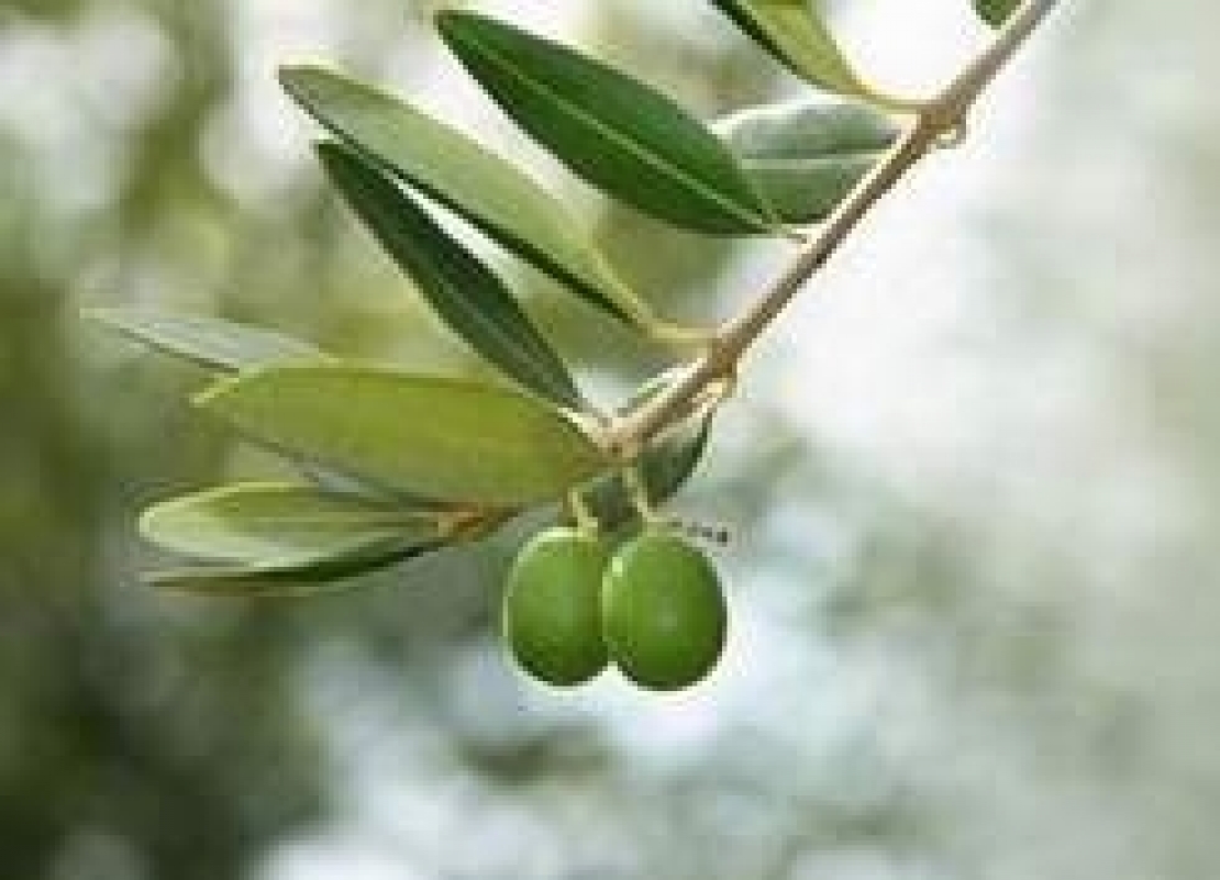 La pacciamatura &egrave; una valida alternativa alla classica gestione del suolo dell'oliveto