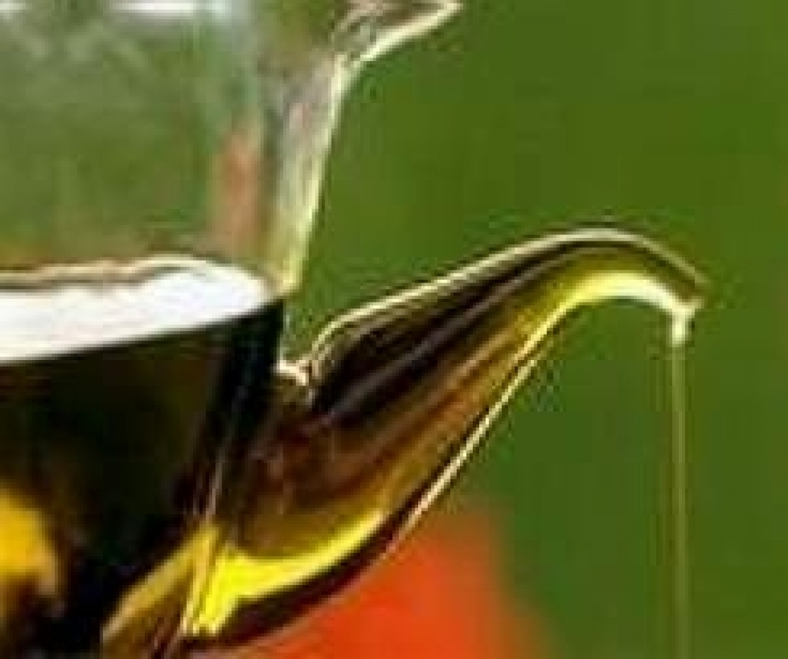 Clorpirifos etile nell'olio extra vergine d'oliva. Le brutte abitudini sono dure a morire e partono le denunce