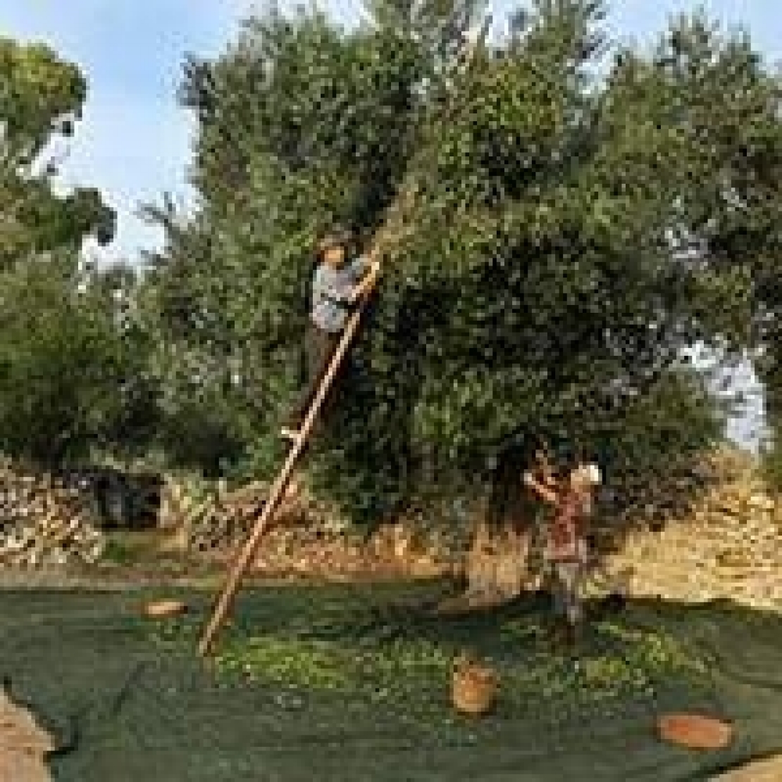 Anche in annate da dimenticare nascono oli straordinari. Dal Salento