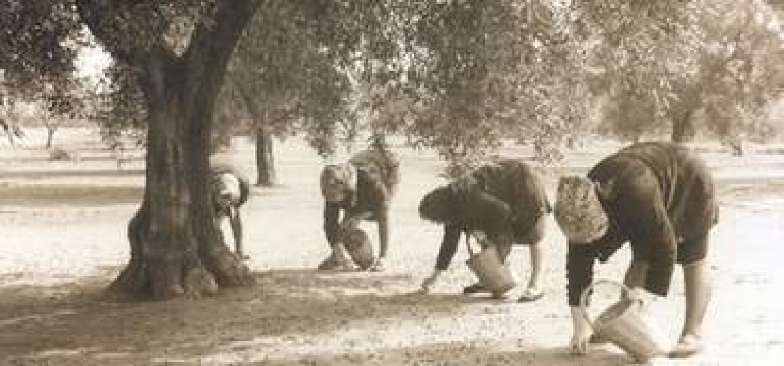 Donne dell'Olio, non solo in Italia, ma a fianco dell'olivicoltura italiana