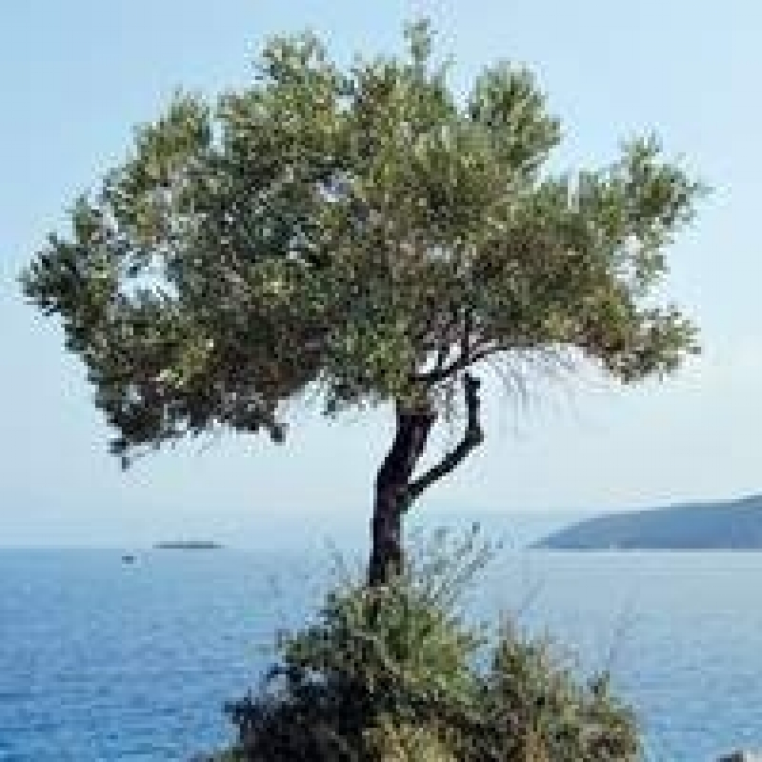 Ad ogni varietà di olivo il suo terreno