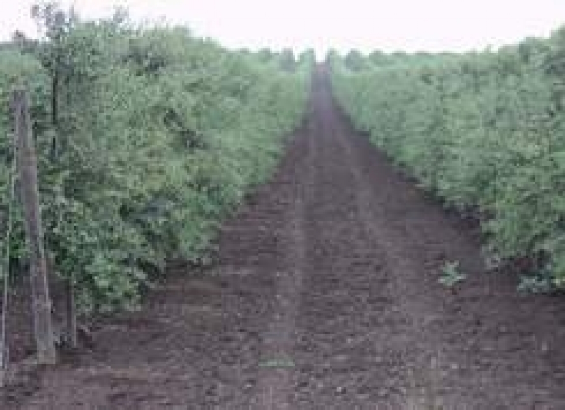 Varietà italiane per oliveti superintensivi. Una speranza tra qualche anno