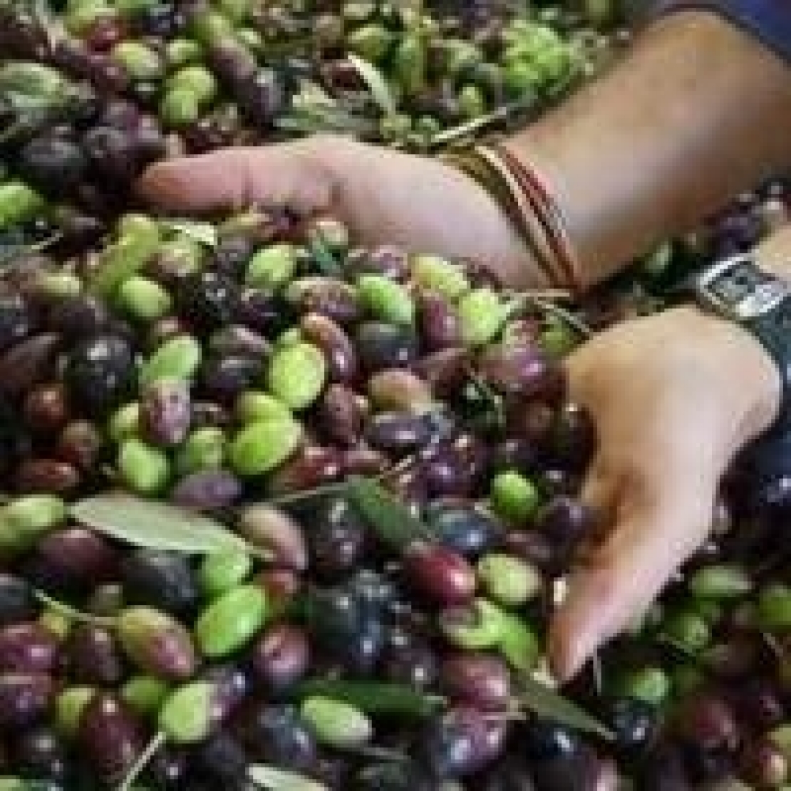 Olio extra vergine di oliva di Puglia: serve più coraggio