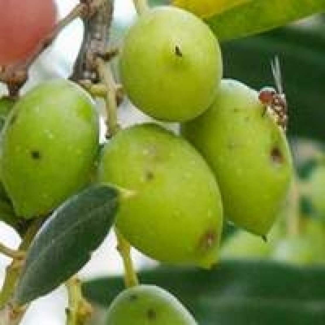 Primi voli di mosca delle olive: attenzione ai tempi di efficacia delle trappole