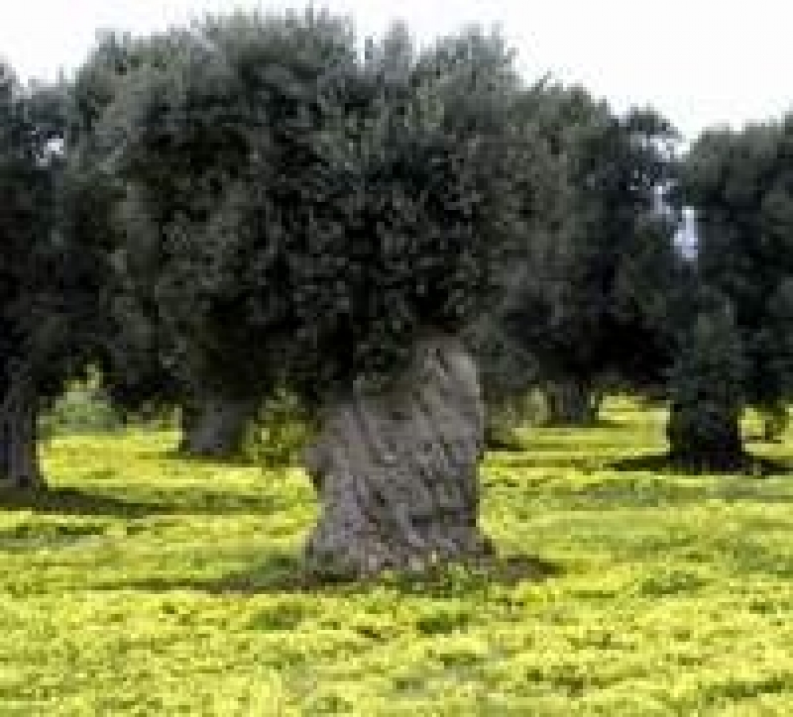 Raccogliere la sfida di un olio d'oliva Igp Puglia dall'alto valore salutistico