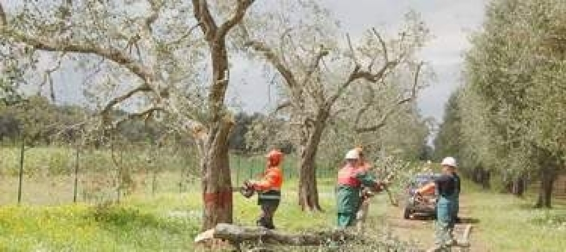 Xylella Fastidiosa è Il Vero E Unico Problema Degli Olivi