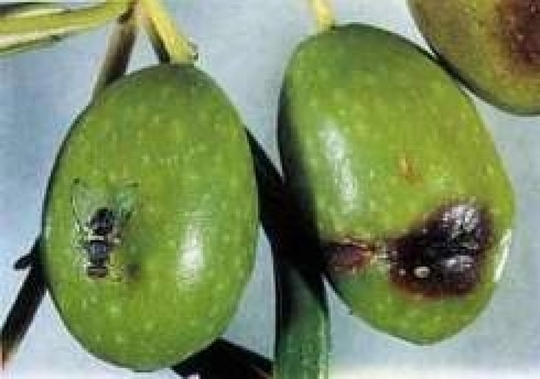 Non tutti i segni sulle olive sono punture di mosca: impariamo a distinguerli