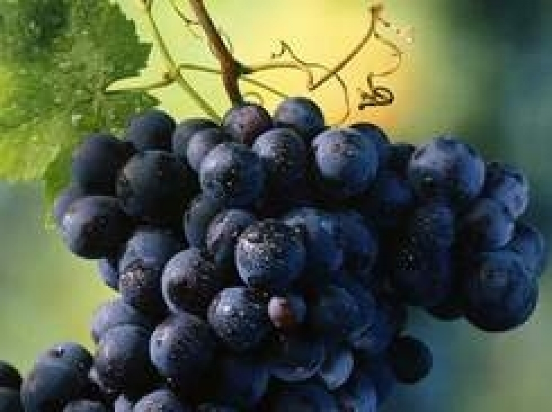 Una vendemmia particolare: osservazioni sulla maturità fenolica delle uve