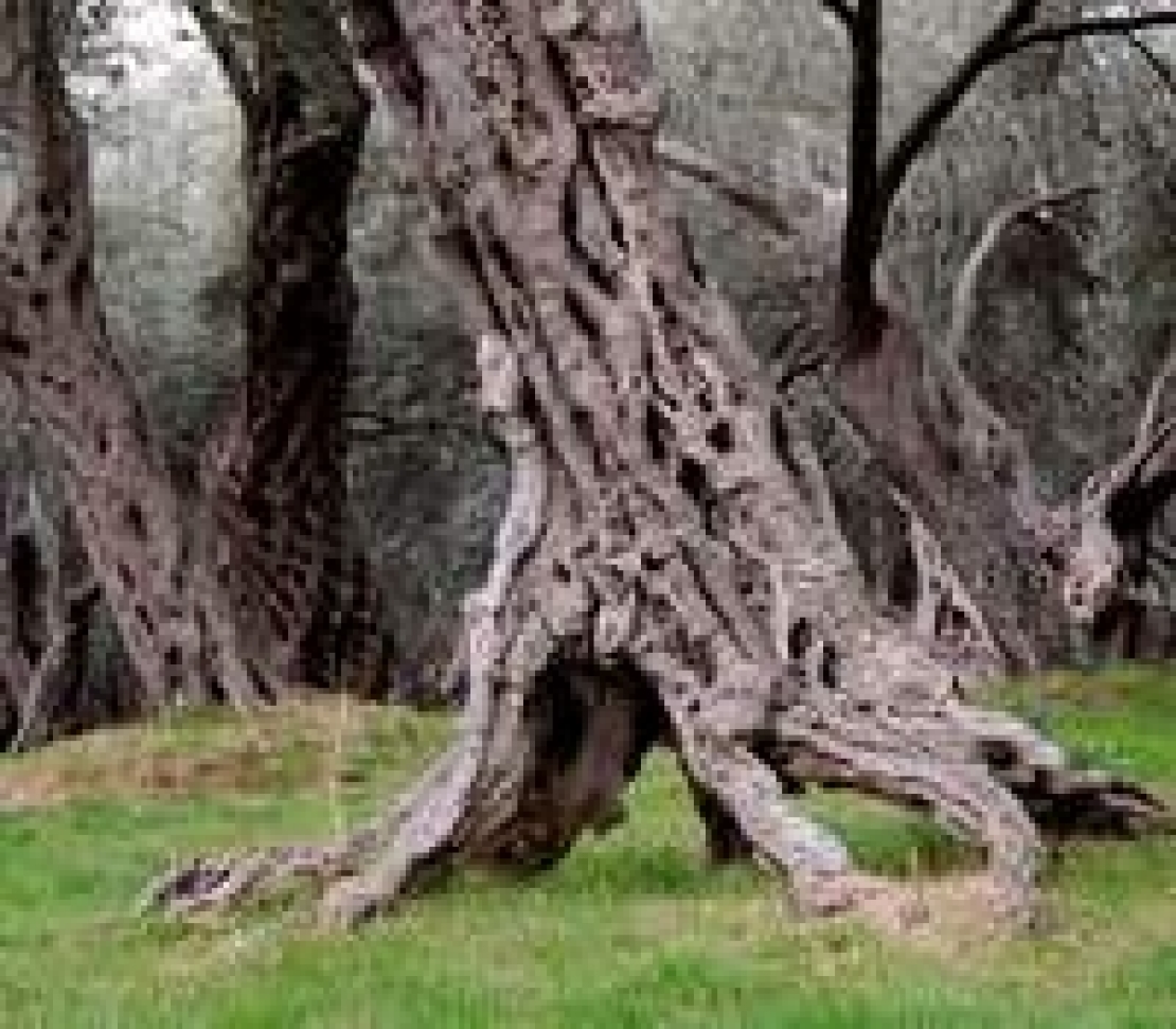 Per fare reddito nell'oliveto può essere utile tornare alla consociazione. Il futuro è l'agroforestry