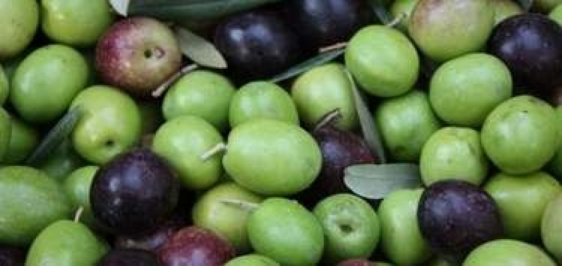 Il grado di invaiatura delle olive non è sempre sinonimo di maturità