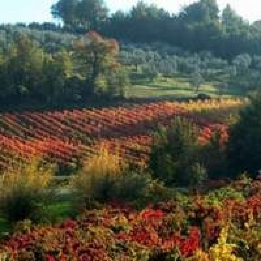 Il Sagrantino non è solo un vino ma un bene culturale