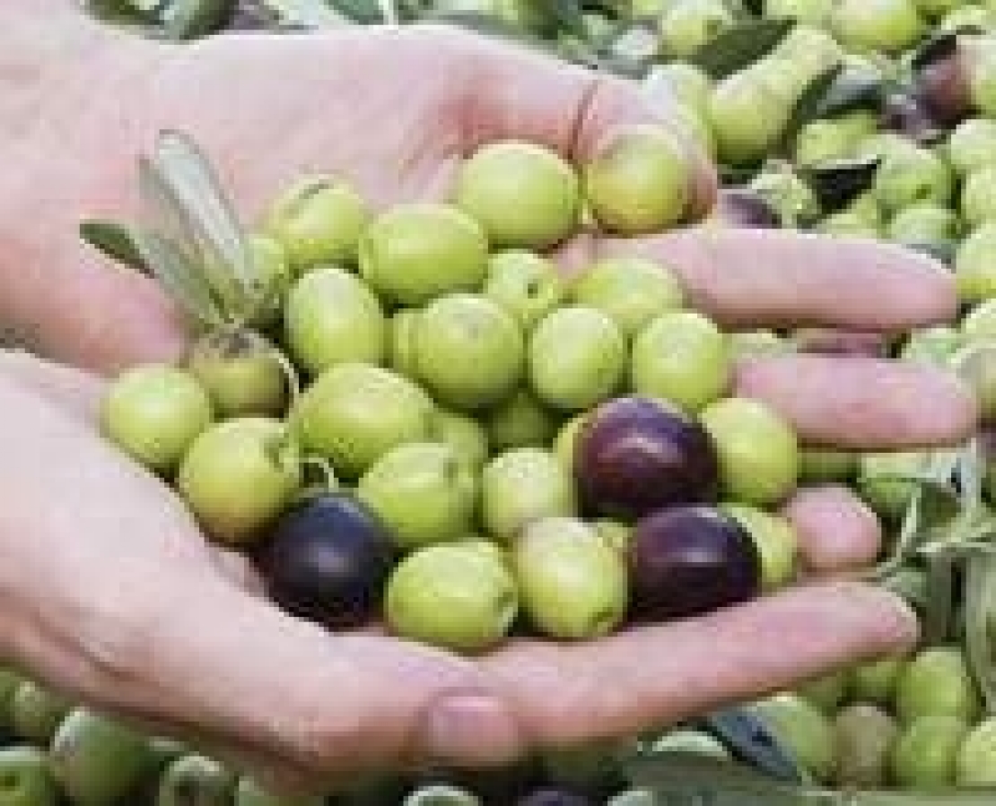 Le piogge estive influiscono sulla qualità dell'olio extra vergine d'oliva. Ma quanto?