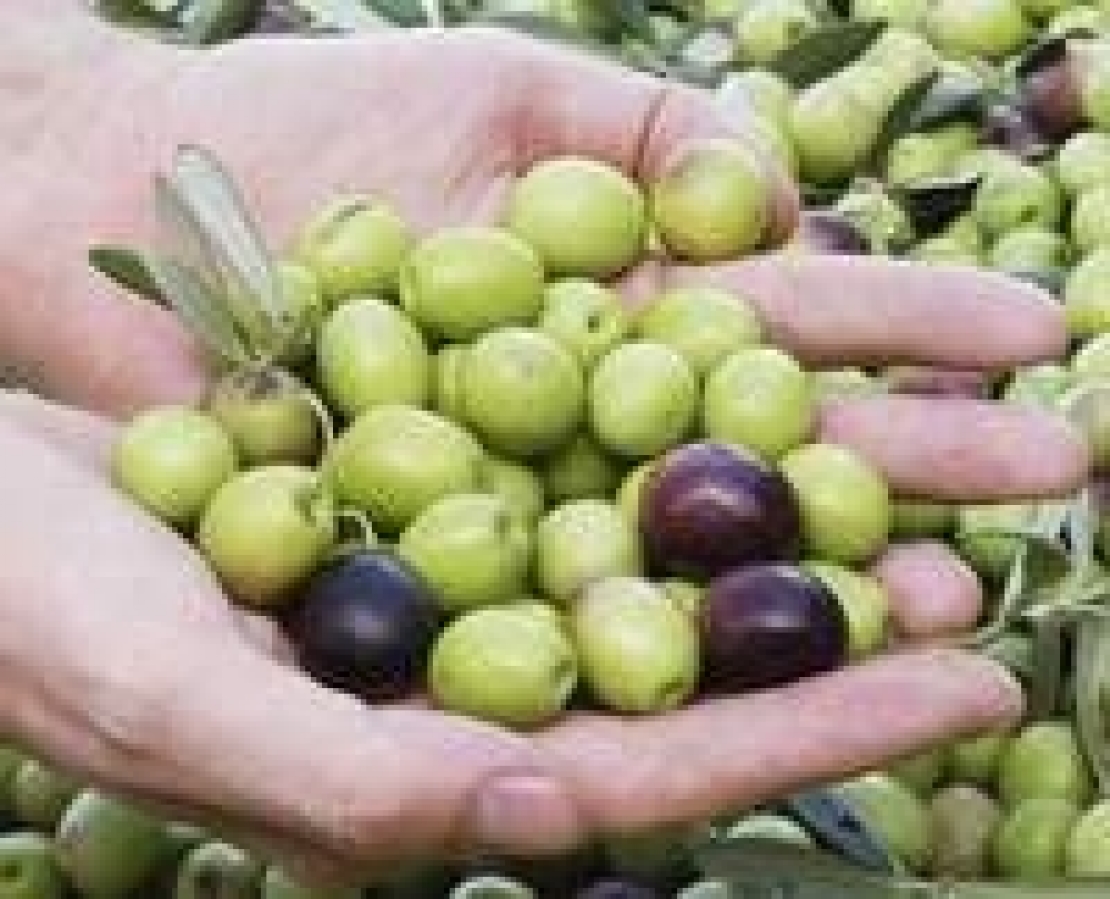 Le piogge estive influiscono sulla qualità dell'olio extra vergine d'oliva. Ma quanto? 