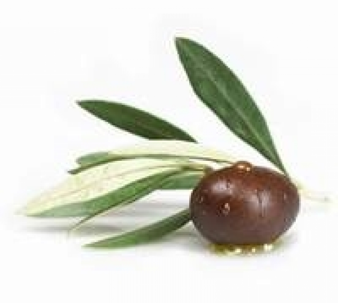 L'indice di maturazione delle olive, come interpretarlo correttamente?