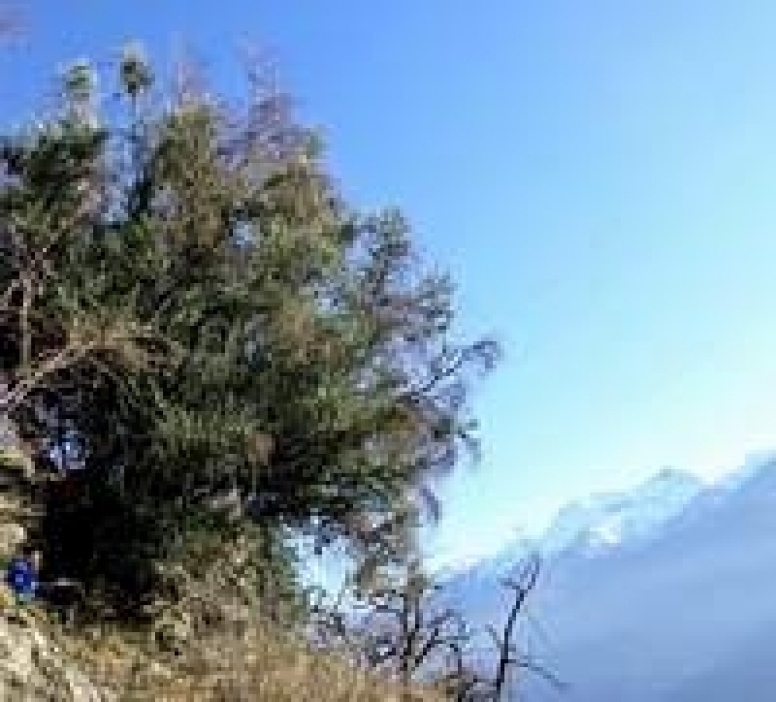 Olivi in Val di Susa: quando si pregava alla luce dell’olio delle Alpi