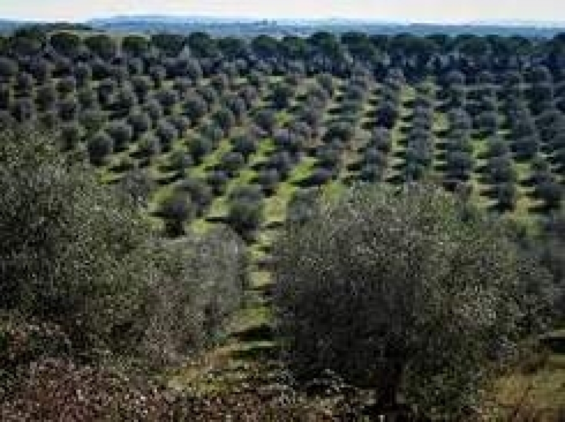 Soluzioni tecniche e linee di indirizzo per il rinnovo degli oliveti italiani