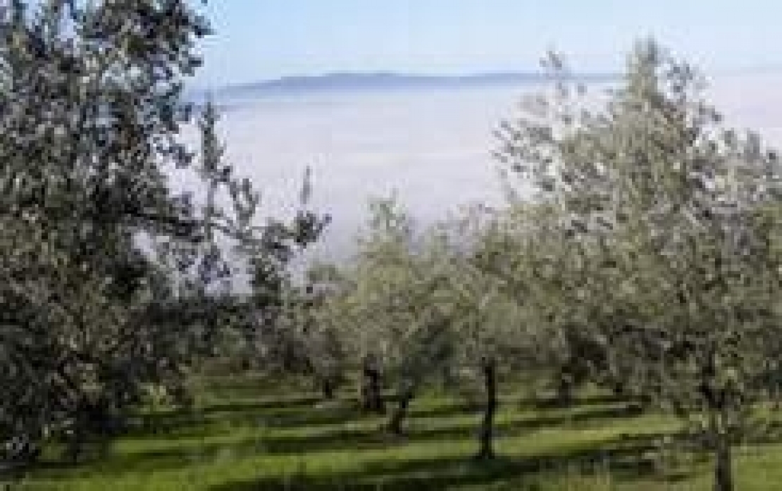 Far olivicoltura conviene solo in Turchia o nord Africa