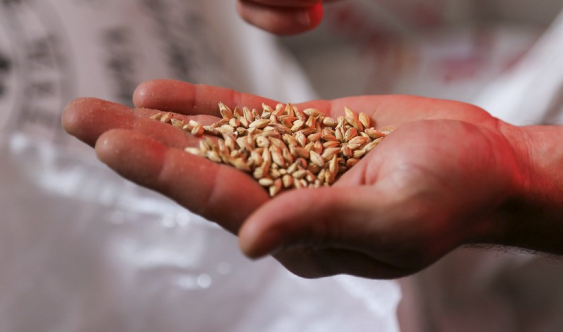 Il Kamut: cereale antico con benefici per la salute