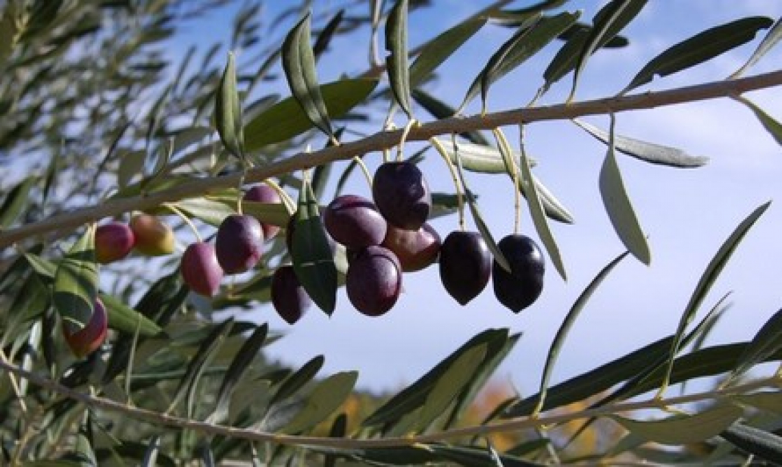 Nitrato di potassio o monofosfato di potassio per fertilizzare l’olivo?