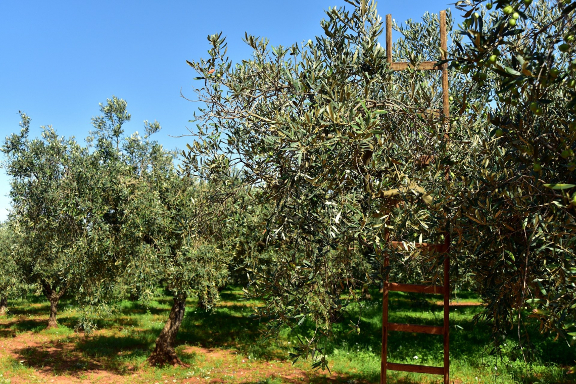 L’efficacia del rame contro i patogeni dell’olivo