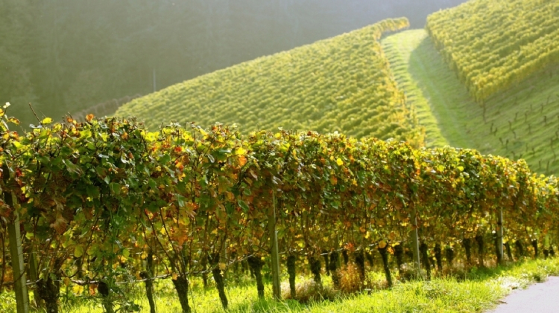 Addio ai vigneti di Bordeaux