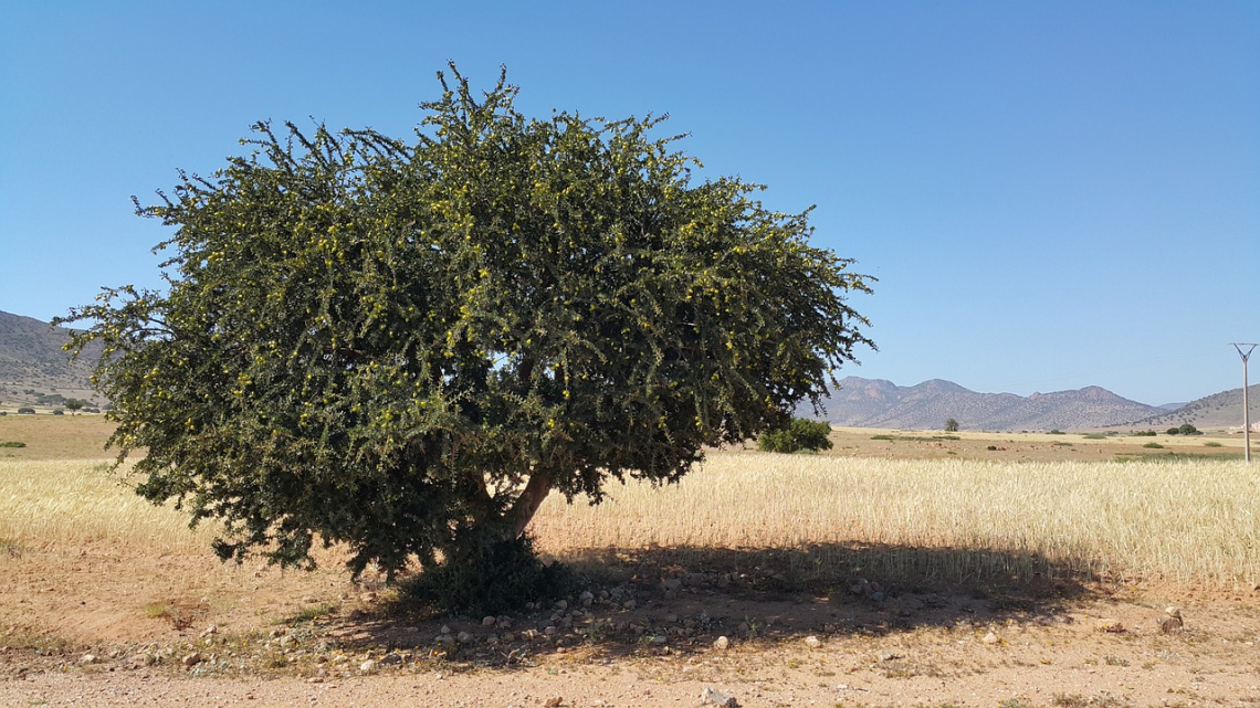 4 miliardi di euro per 200 mila ettari di oliveto in Marocco
