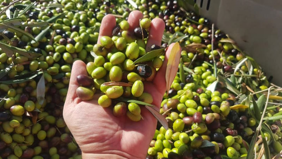 Innovazioni e futuro per l'olivo: l'alleanza tra FIOI e Elaisian
