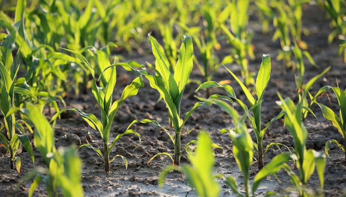 L'agricoltura alla sfida dei crediti di carbonio