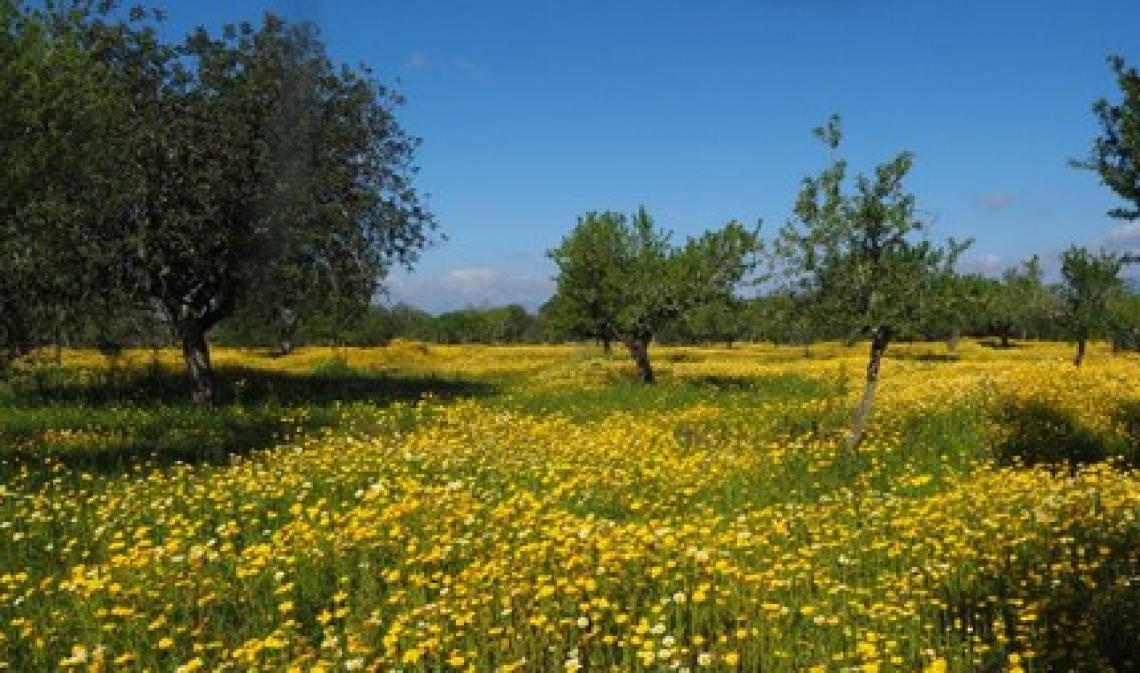 I fattori climatici che influiscono sulla produttività dell’olivo