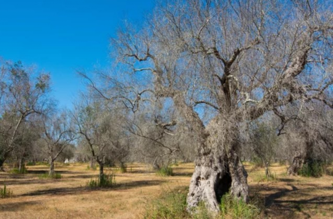 Xylella sale verso nord: tre olivi infetti tra Polignano e Conversano