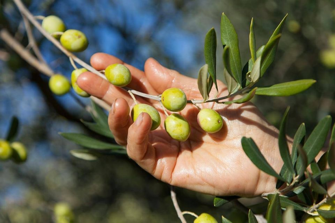 Gli oliveti sono una coltura agraria capace di sequestrare tantissima CO2