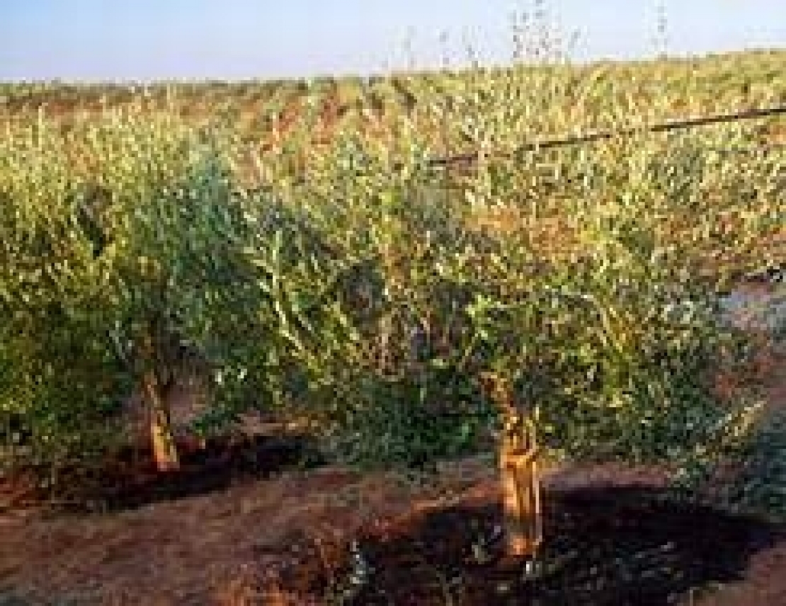 La gestione della concimazione dell'olivo nel tempo è questione di curve