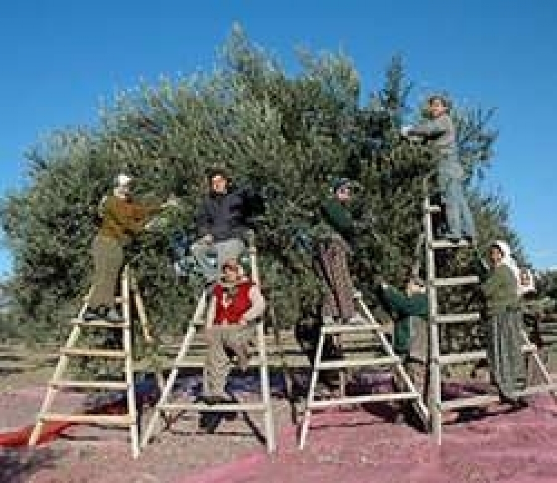 Dalla Tunisia i quantitativi di olio d'oliva che il Salento potrebbe produrre in due annate agrarie