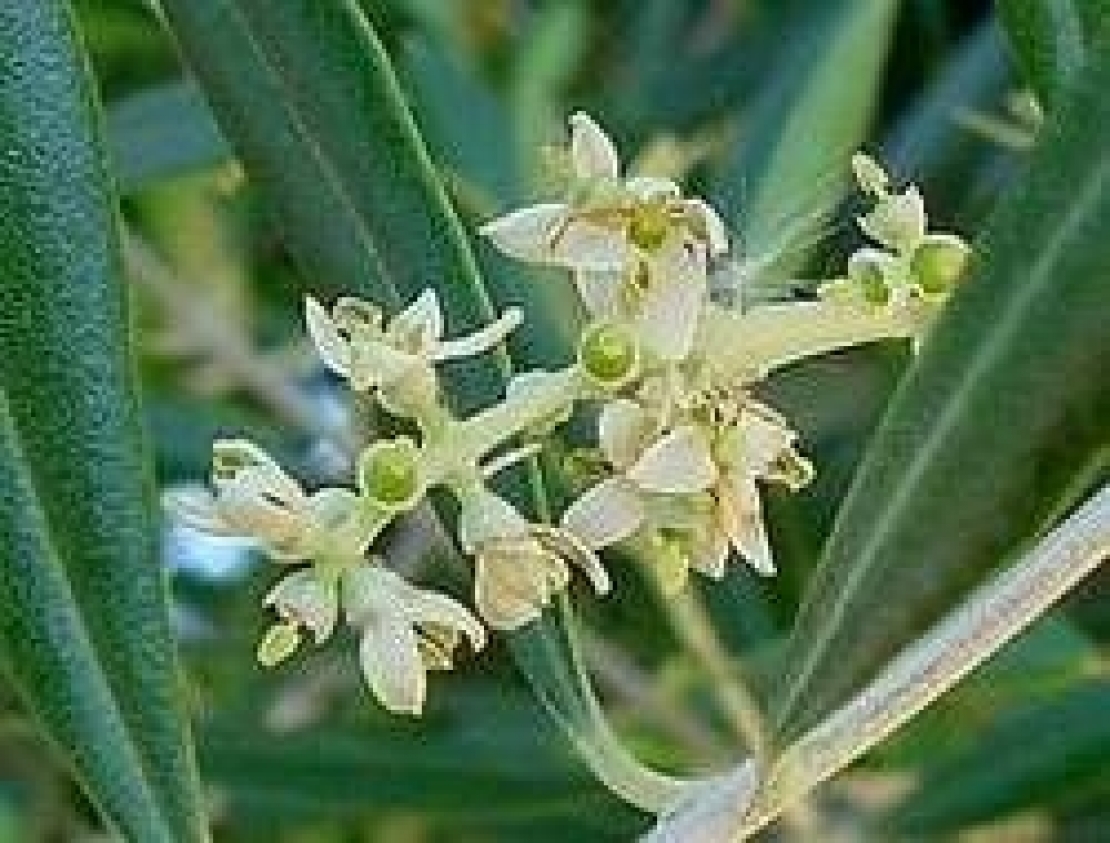 fioritura olivo periodo fioritura olivo periodo