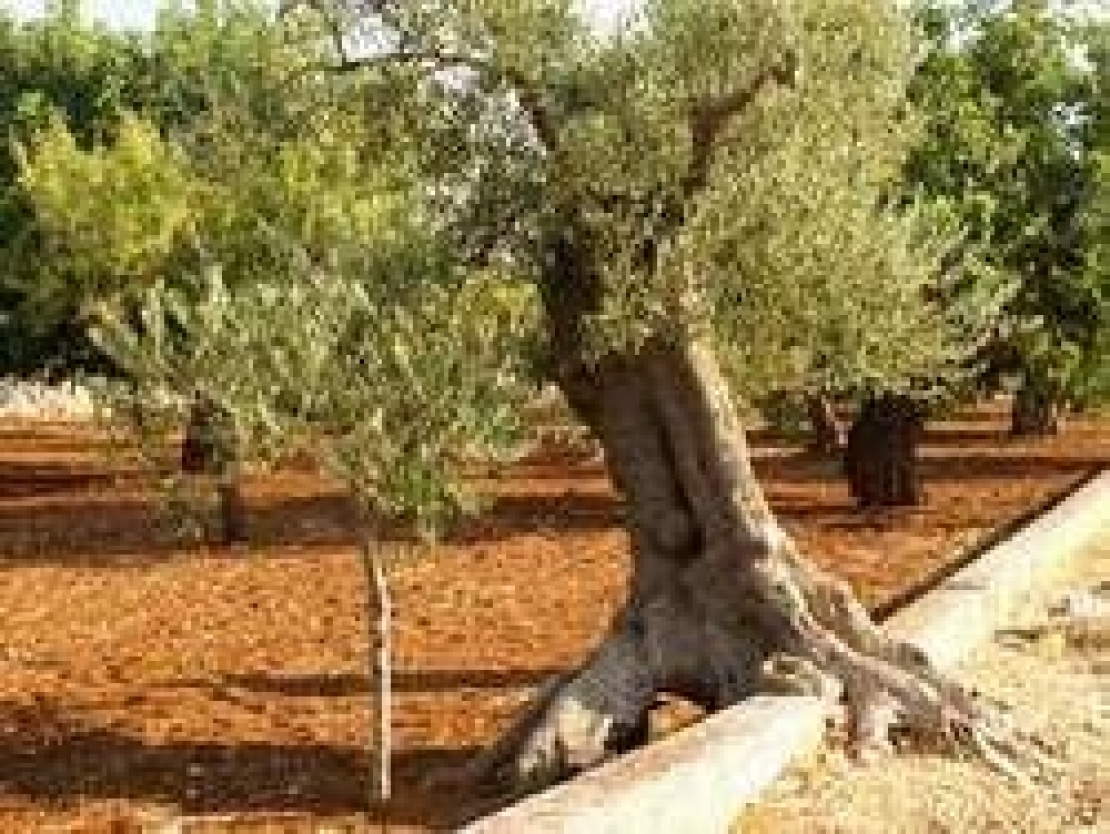 Per una corretta gestione dell’oliveto bisogna partire dal basso. Anzi, da sottoterra
