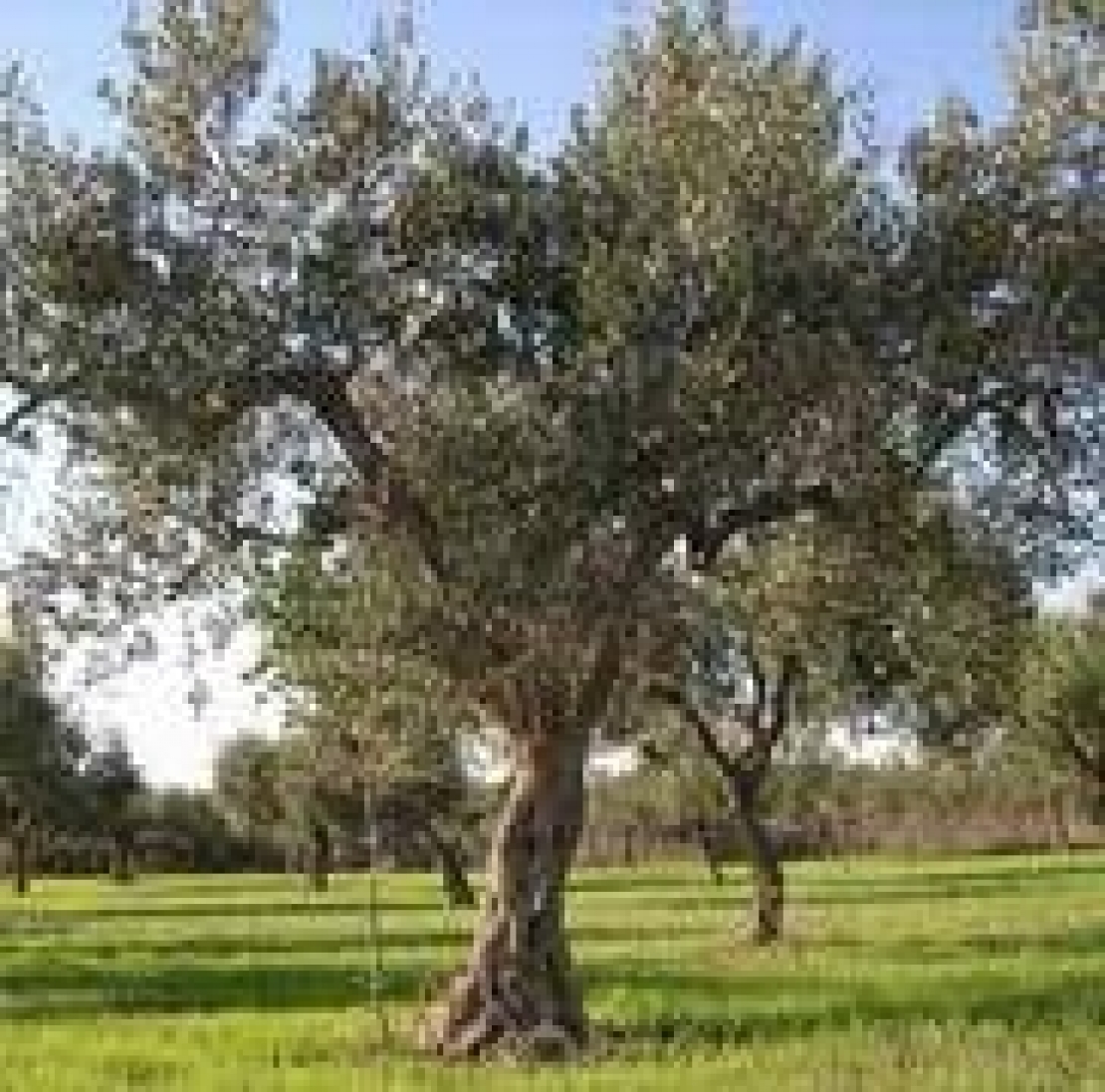 Il vaso policonico semplificato è il futuro dell'olivicoltura italiana