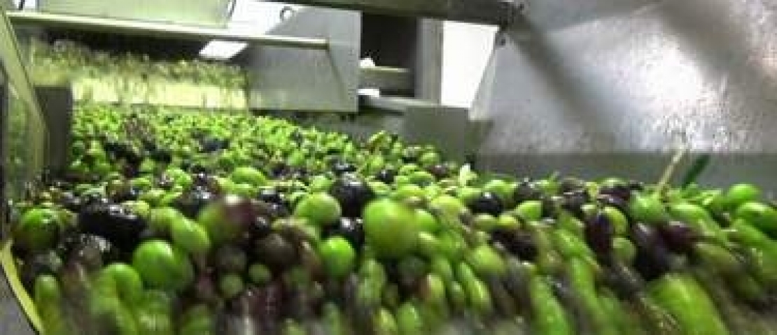 La poca cura nel lavaggio e deramifogliazione delle olive può costare molto caro al frantoio