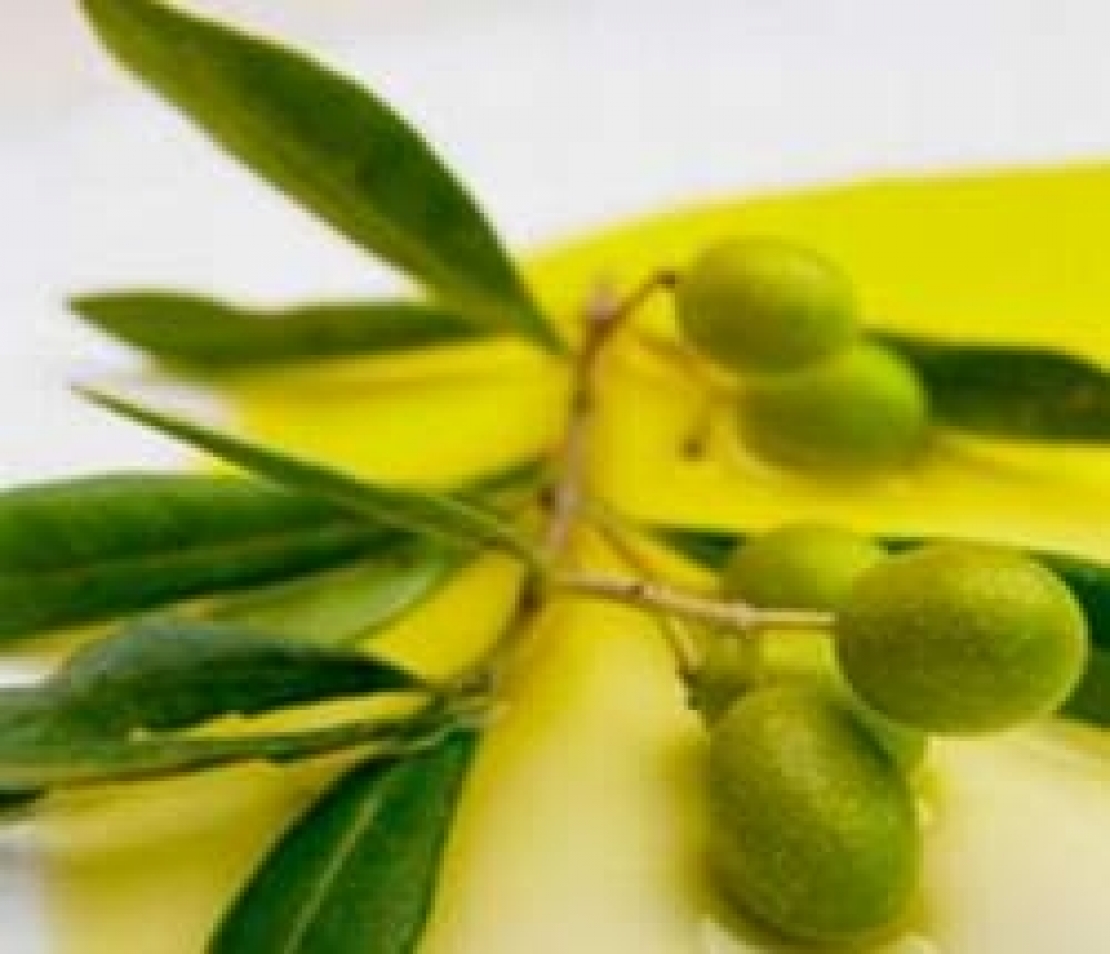 Temperature roventi e mancanza di pioggia, gli effetti sulla produttività dell’olivo e la qualità dell’olio