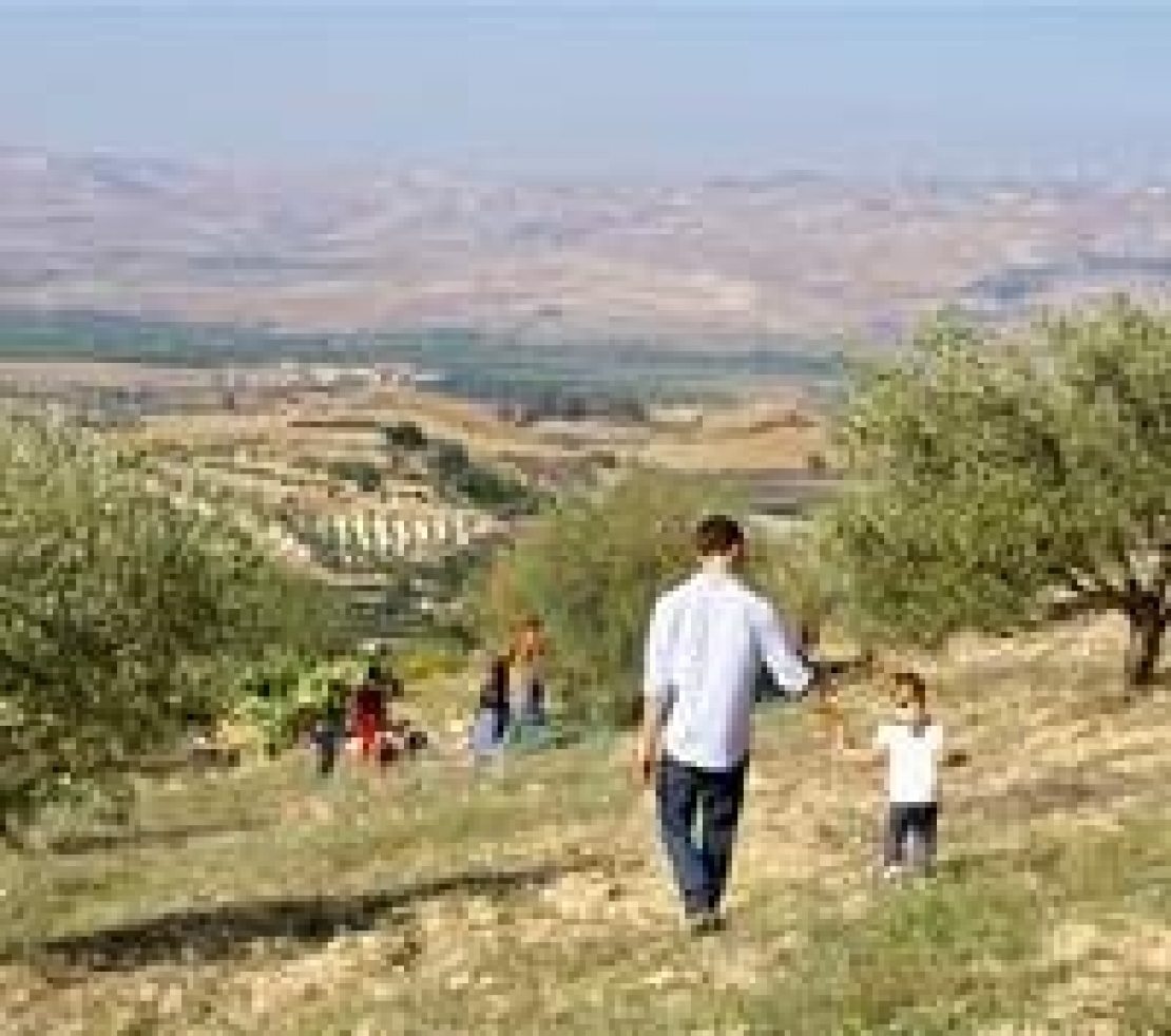 Uno sfregio all'olivicoltura siciliana?