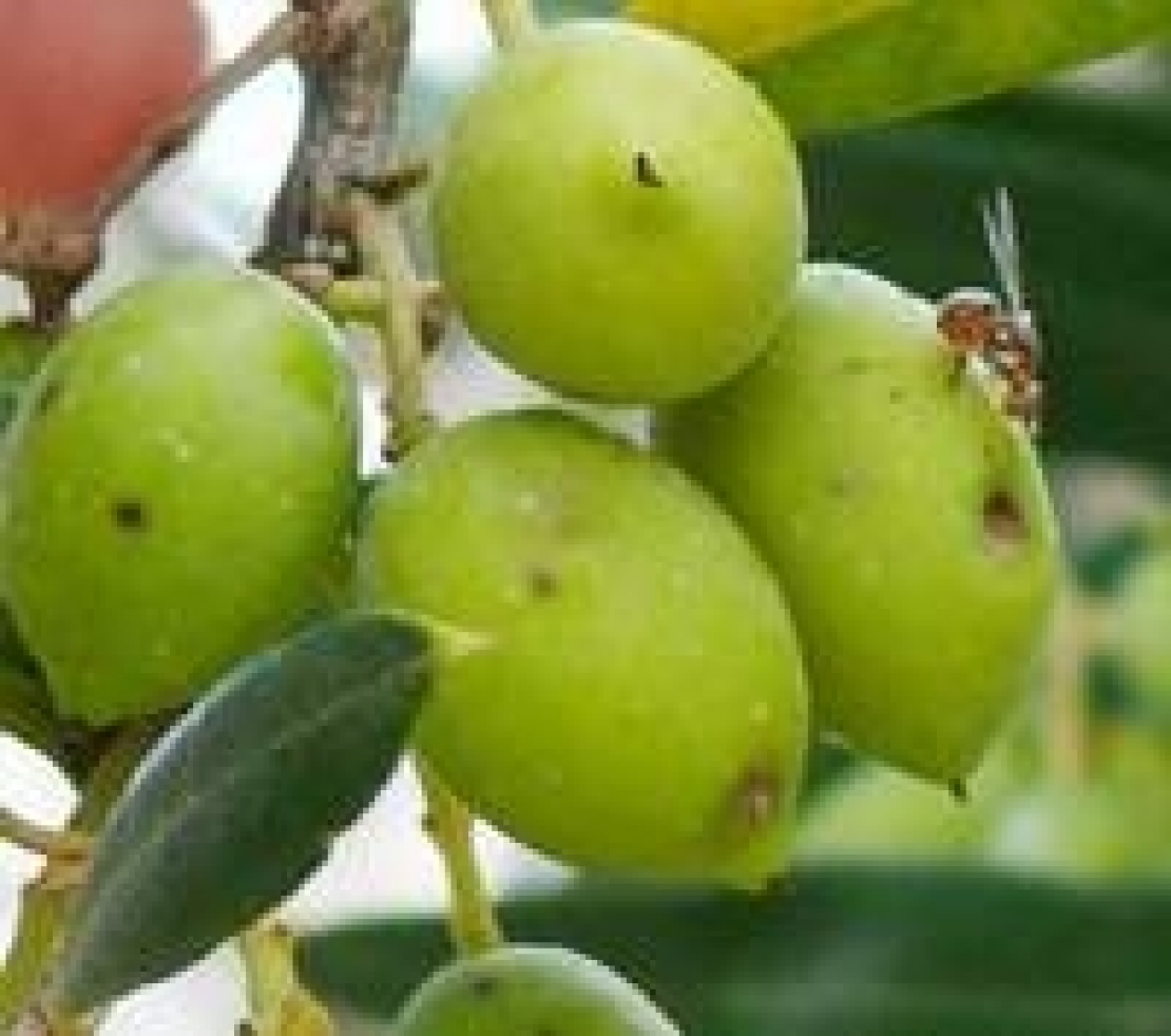 Il monitoraggio della mosca delle olive: vietato sbagliare