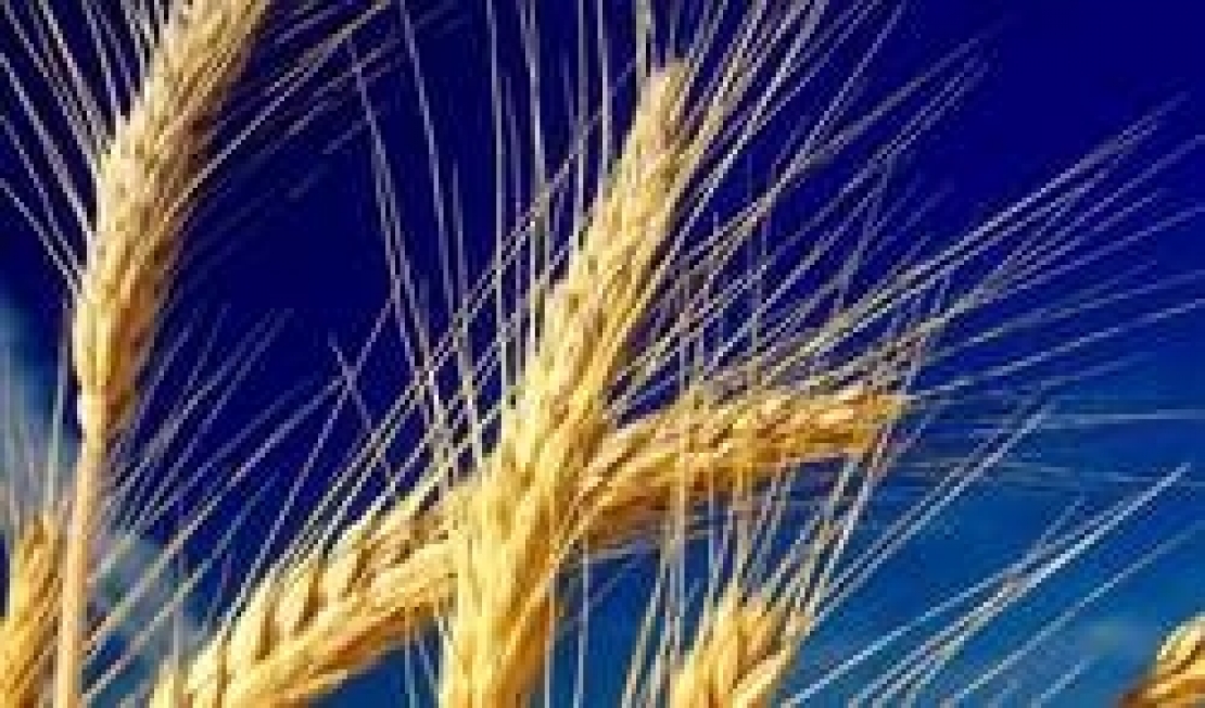 La guerra del grano: quantità, qualità, sicurezza, prezzo