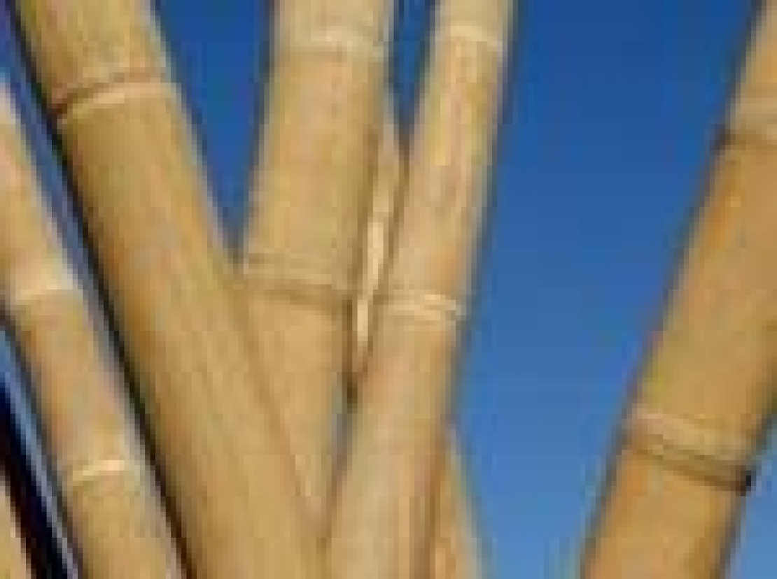 Dalla cucina all'edilizia: tutte le potenzialità del bambù gigante in Italia