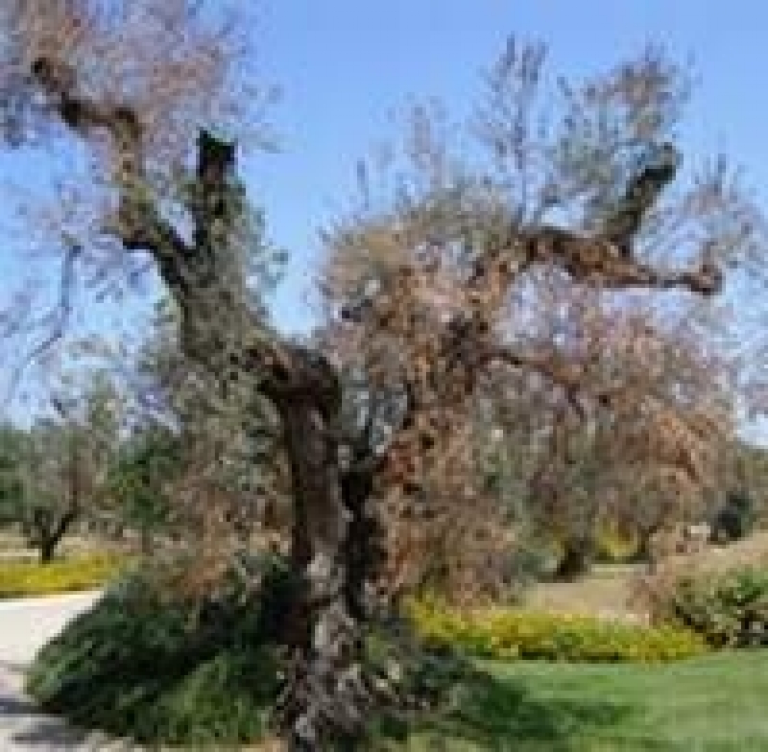 Xylella fastidiosa, è proprio la subspecie pauca ad attaccare gli olivi salentini