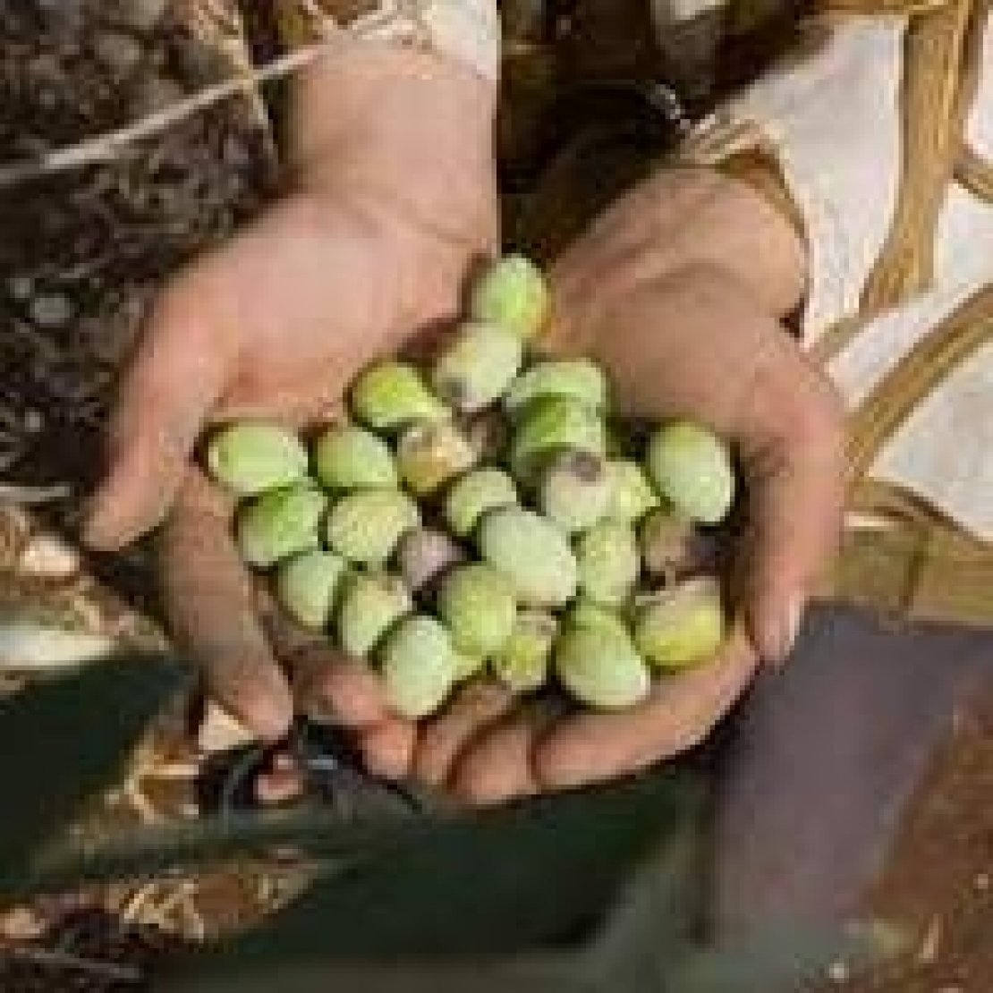 L'Andalusia fa il conto dei danni, produzione d'olio di oliva in calo