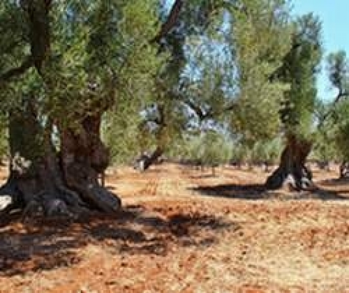 Appunti di viaggio nella Terra degli Olivi: la Puglia da ricordare e quella da dimenticare